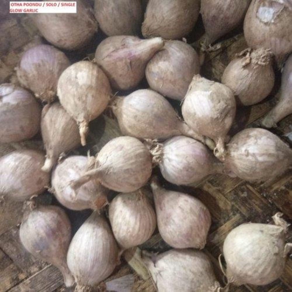 Oru Garlic / Oru Poondu - Kodaikanal Single Clove Garlic Onezeros.in